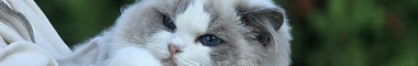 Cattery banner