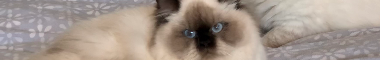 Cattery banner