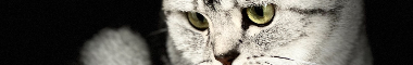 Cattery banner