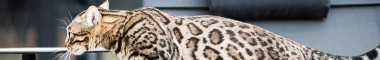 Cattery banner