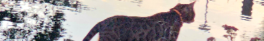 Cattery banner
