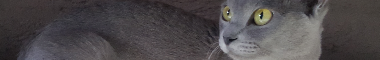 Cattery banner