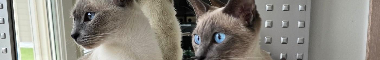 Cattery banner