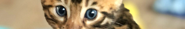 Cattery banner