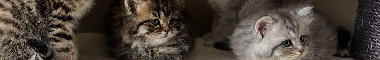 Cattery banner