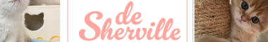 Cattery banner