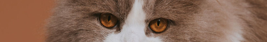 Cattery banner