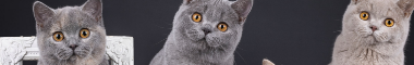 Cattery banner