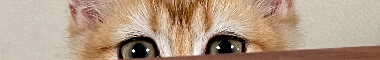 Cattery banner