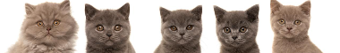 Cattery banner
