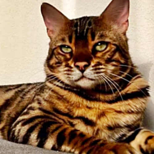 Foto van de poes