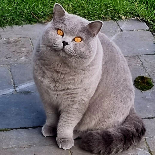 Foto van de poes