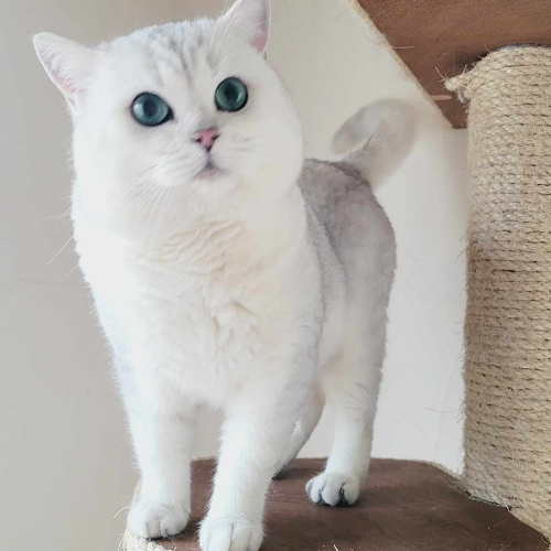 Foto van de poes