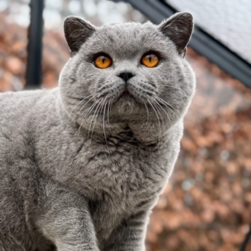 Foto van de poes