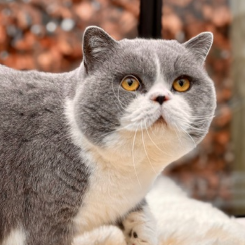 Foto van de poes