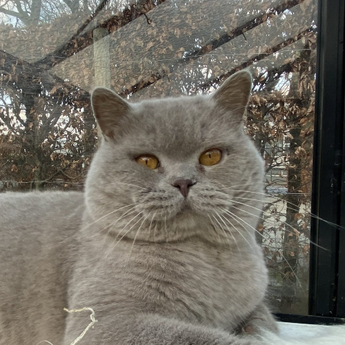 Foto van de poes