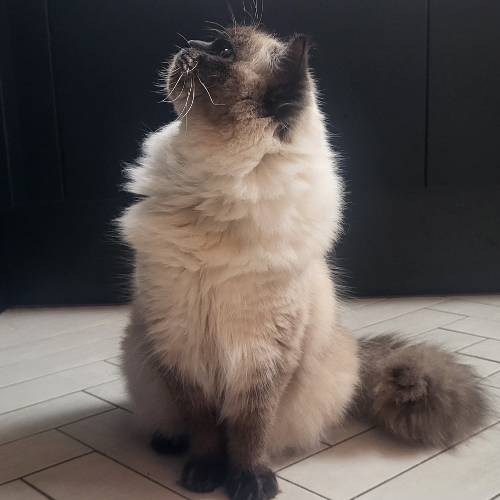 Foto van de poes