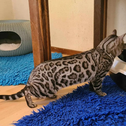 Foto van de poes
