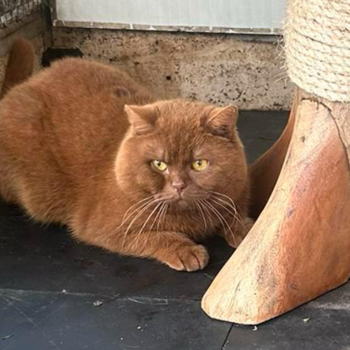 Foto van de poes