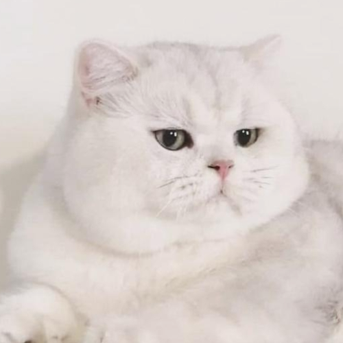 Foto van de poes