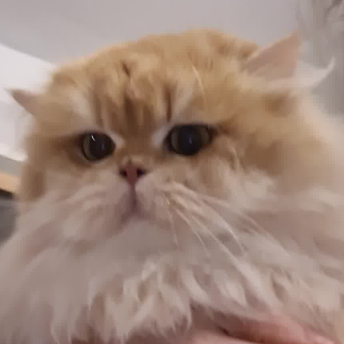 Foto van de poes