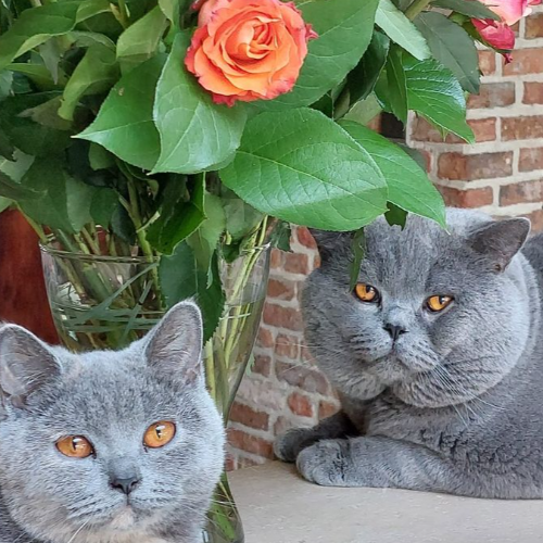 Foto van de poes