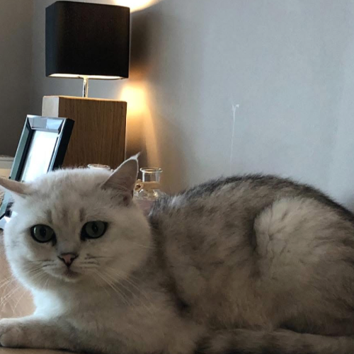 Foto van de poes