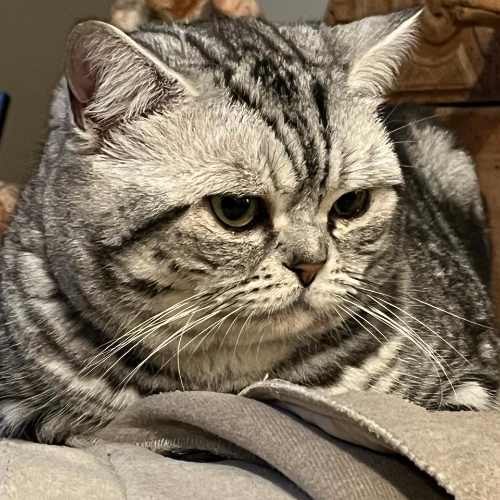 Foto van de poes