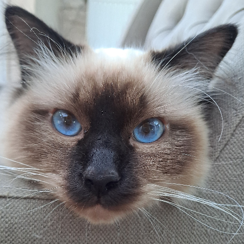 Foto van de poes