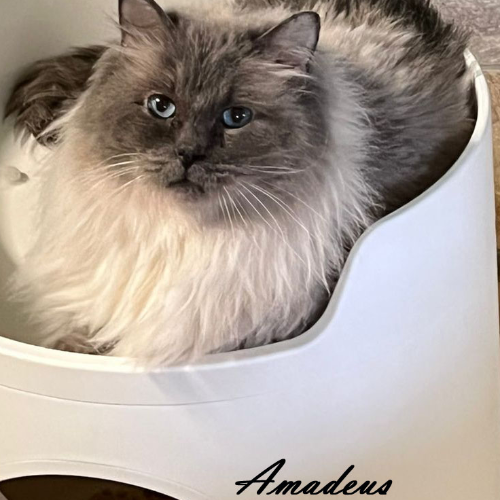 Foto van de poes