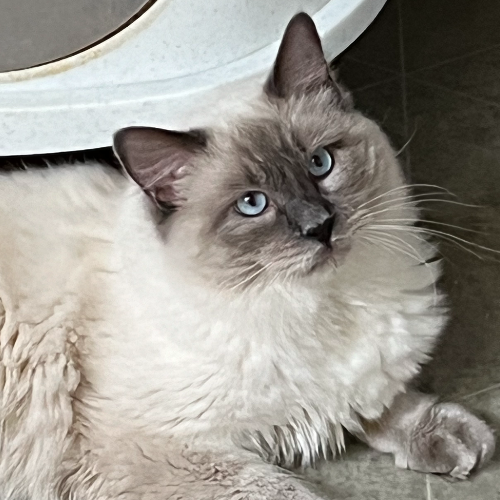 Foto van de poes