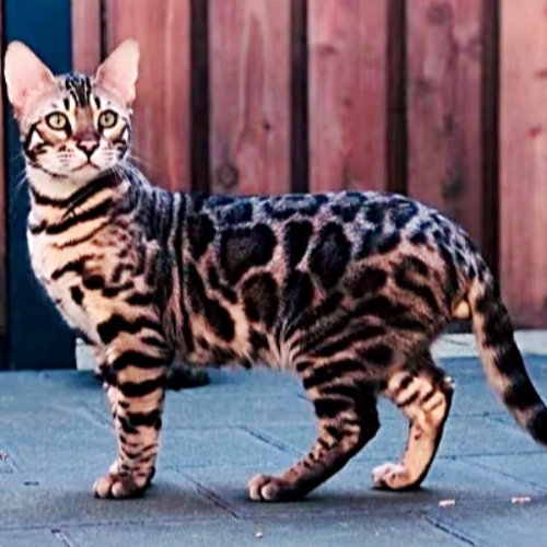 Foto van de poes