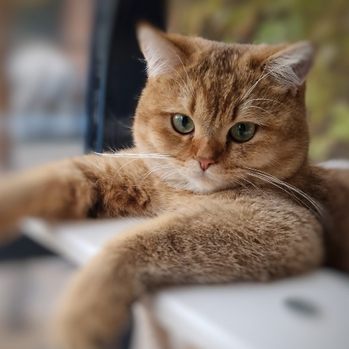 Foto van de poes