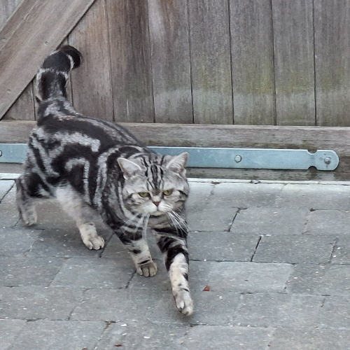 Foto van de poes