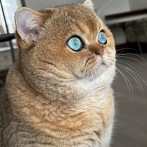 Foto van de poes