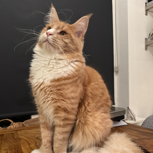 Foto van de poes