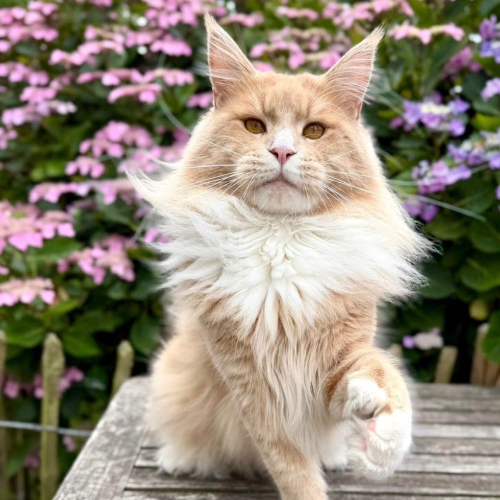 Foto van de poes