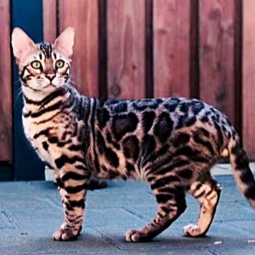 Foto van de dekkater