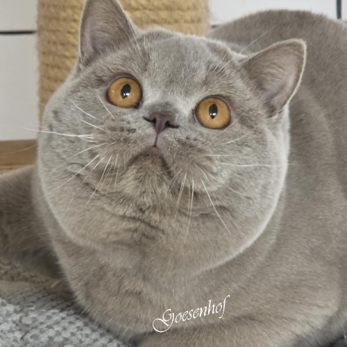 Foto van de dekkater