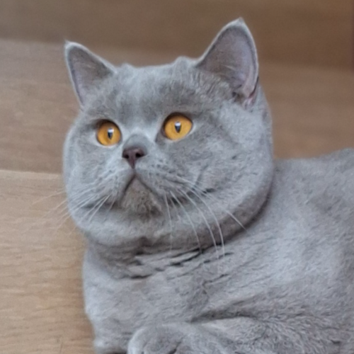 Foto van de dekkater