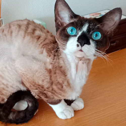 Foto van de poes