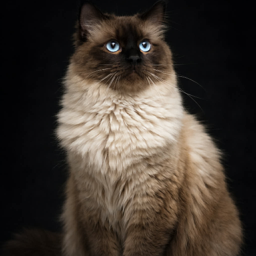 Foto van de poes