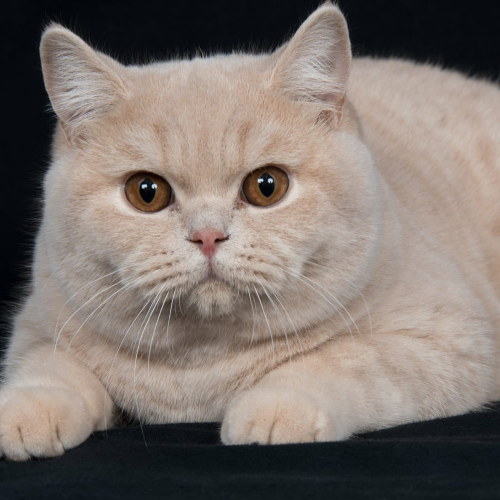 Foto van de poes