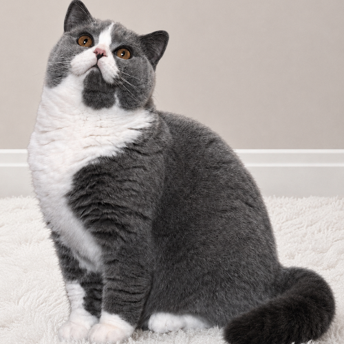 Foto van de poes
