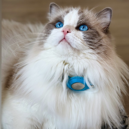 Foto van de poes