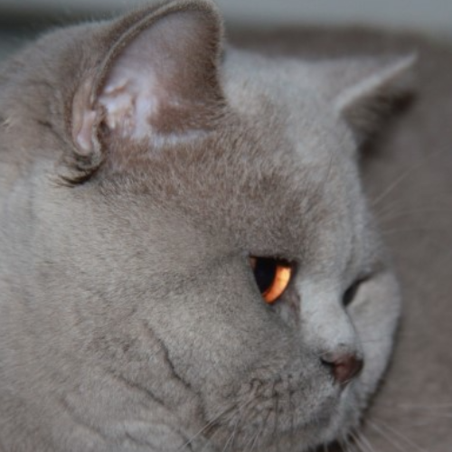 Foto van de poes