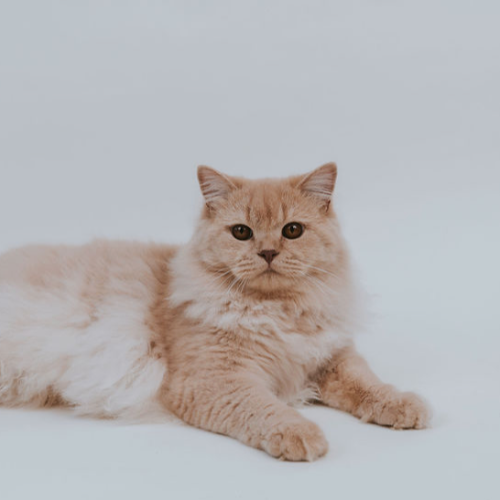 Foto van de poes
