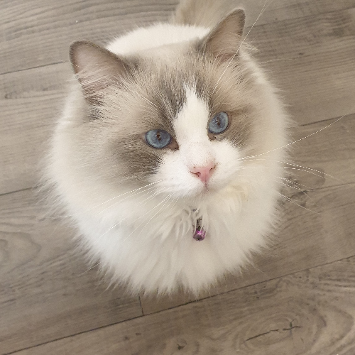 Foto van de poes