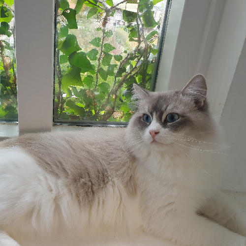 Foto van de poes
