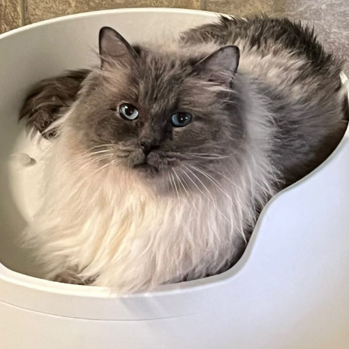 Foto van de poes